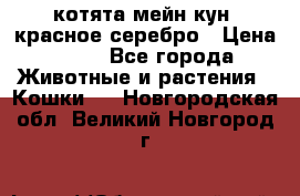 котята мейн кун, красное серебро › Цена ­ 30 - Все города Животные и растения » Кошки   . Новгородская обл.,Великий Новгород г.